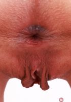 Amber Angel from ATK Exotics