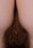 Apricot Pitts in young and hairy, Apricot Pitts (apr024) ATK Natural & Hairy: Apricot Pitts (Apricot Pitts in young and hairy)