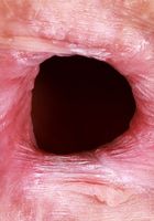 ATK Petites: Jackie Hoff (Jackie Hoff Bikini Spreads)