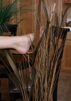 ATK Archives: Lola (Lola in)