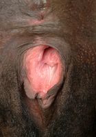 ATK Exotics: Mieko (Mieko in pregnant)