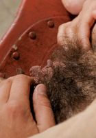 Renee in mature and hairy, Renee (ren003) ATK Natural & Hairy: Renee (Renee in mature and hairy)