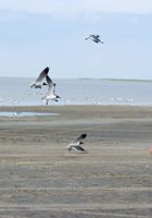 ATK Premium: Tiff (Tiff in artistic)